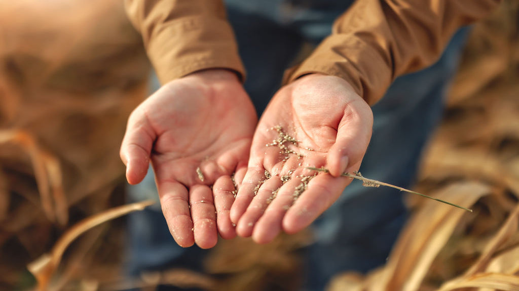 Regenerative Farming: Nurturing the Land, Nourishing the Future