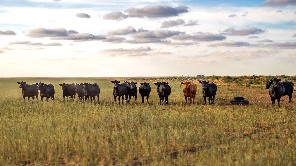 Unlock the Power of Pasture-Raised Livestock: Discover the Health Benefits