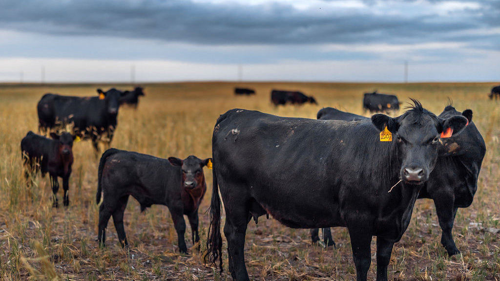 The Truth About Dry-Aged Beef: Why Grass-Finished is the Way to Go