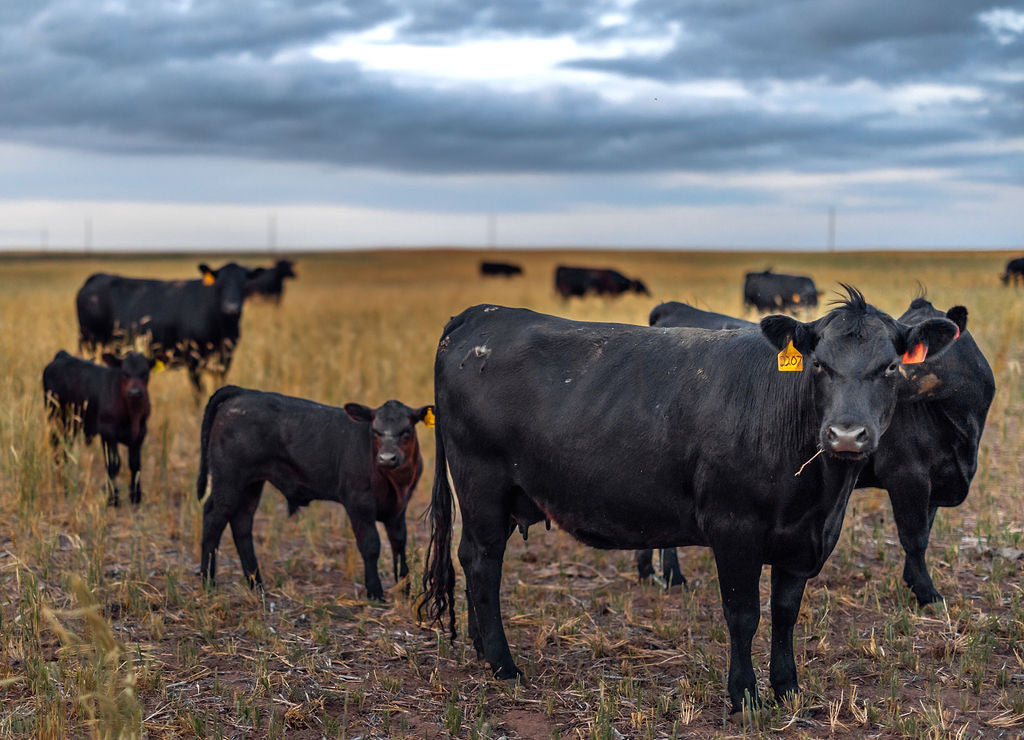 The Truth About Dry-Aged Beef: Why Grass-Finished is the Way to Go