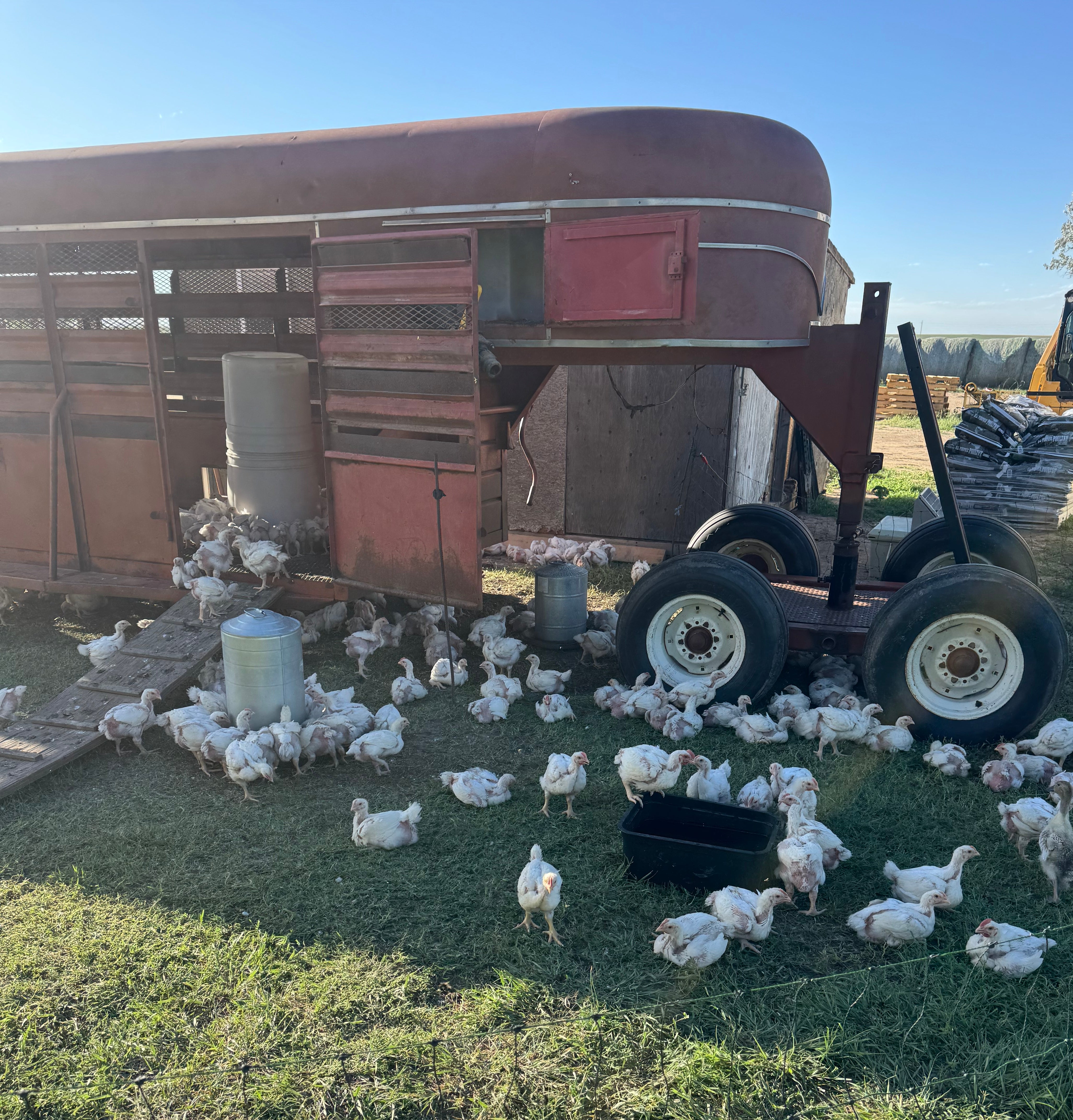 Pastured Chicken