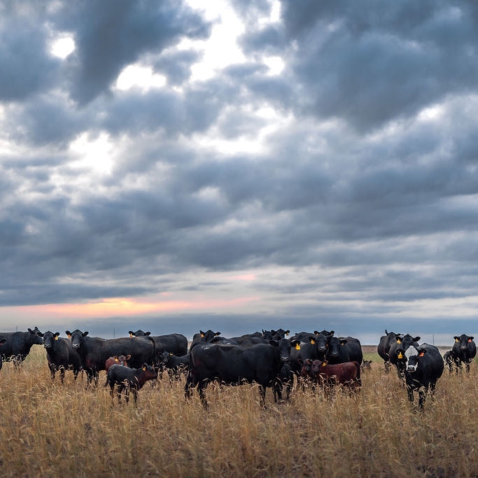 Cattle grazing in a field under a cloudy sky