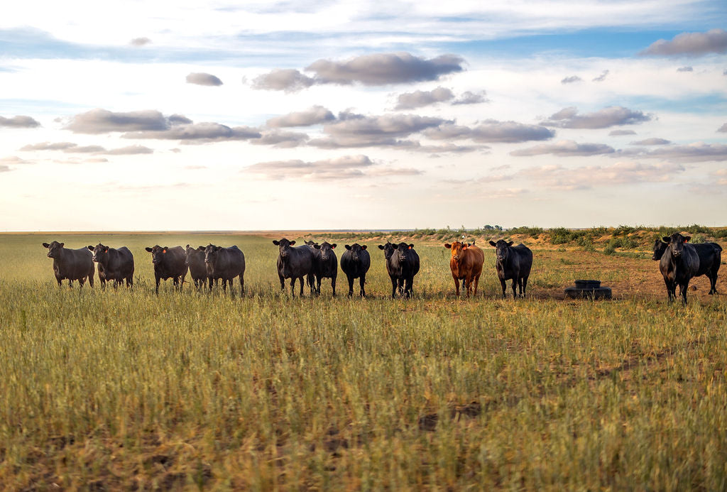 Unlock the Power of Pasture-Raised Livestock: Discover the Health Benefits