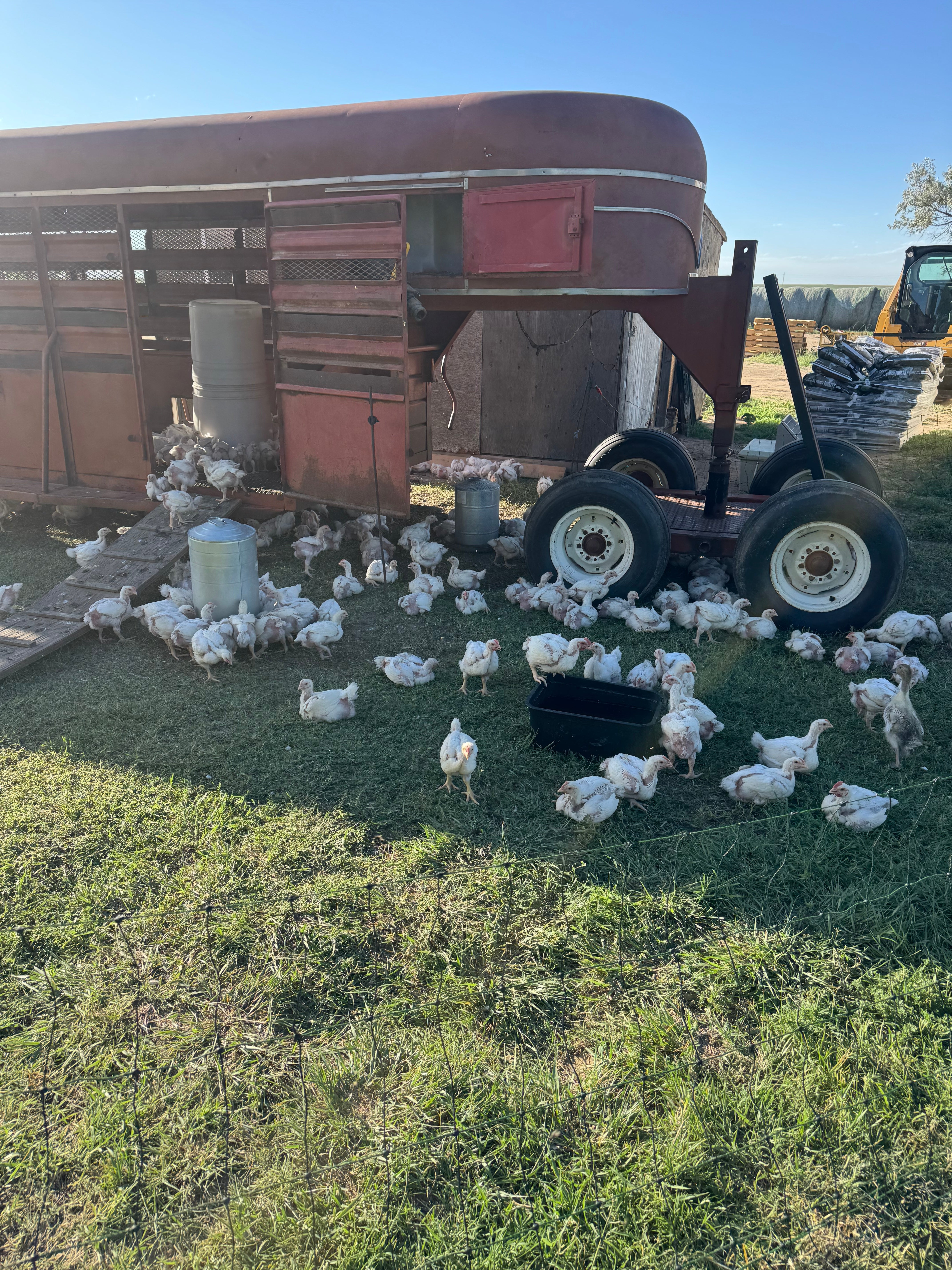 Pastured Chicken