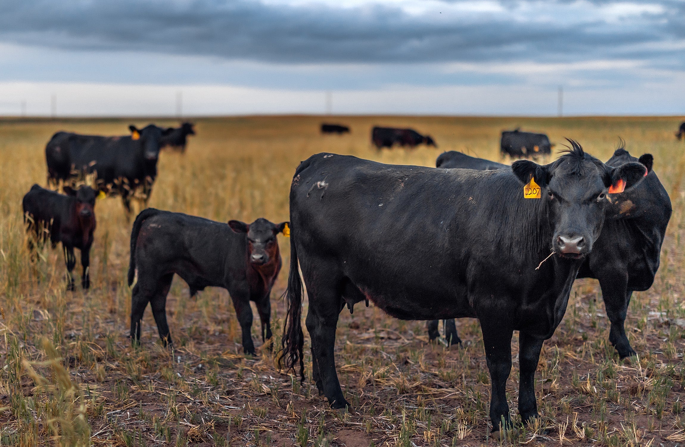 Grass-Fed Beef