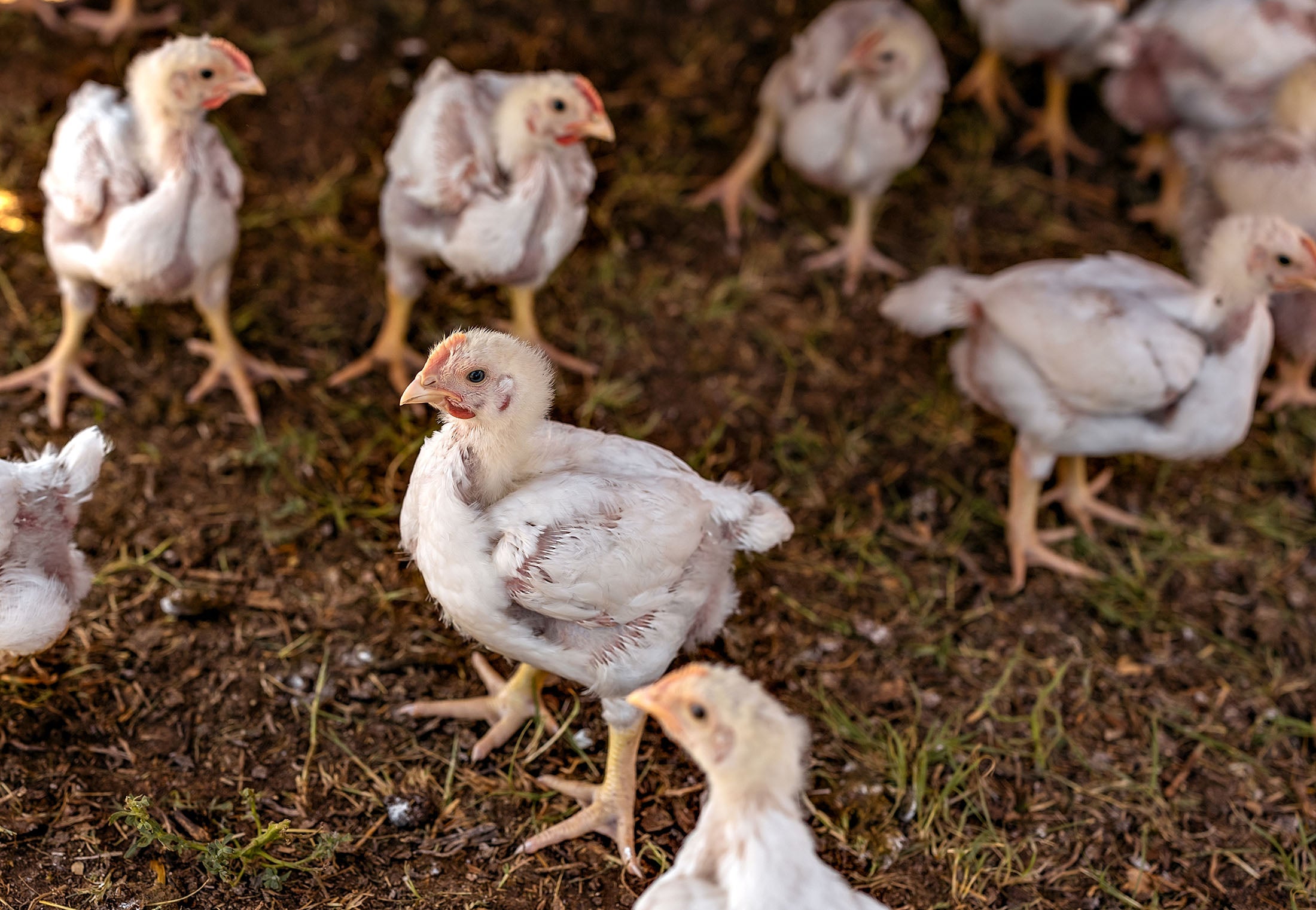 Pastured Chicken