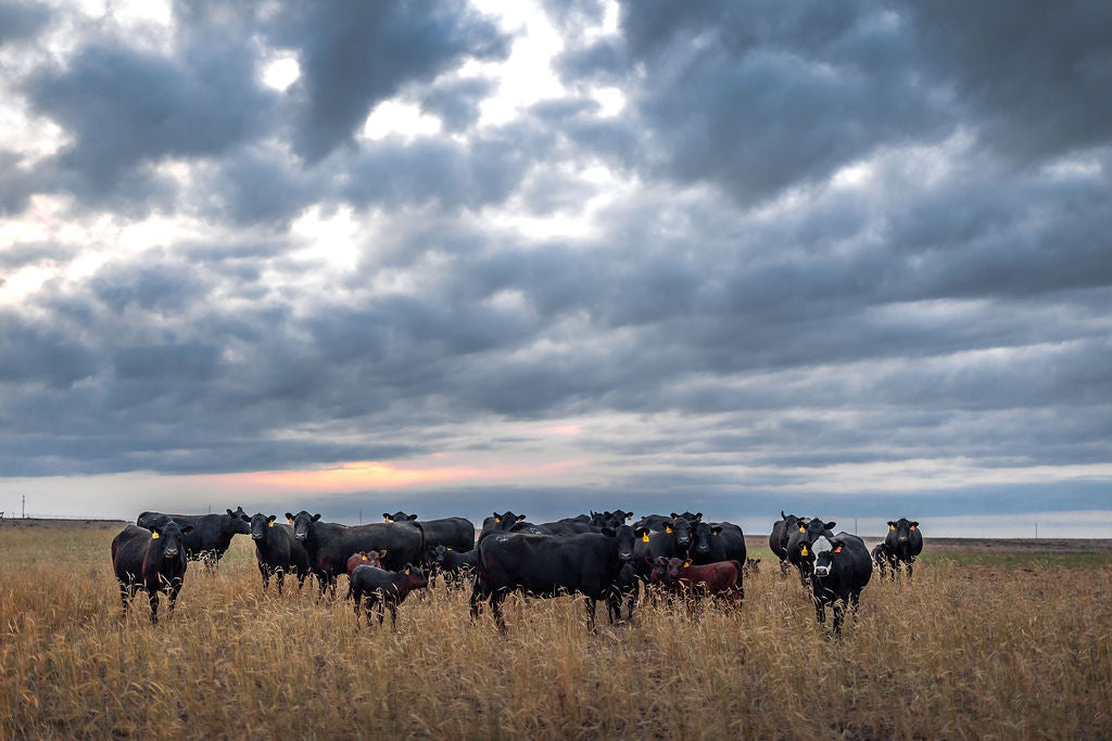 Cattle grazing in a field under a cloudy sky