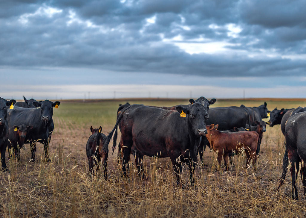 Wholly Cow Market cows and calves in a field with a stormy sky 